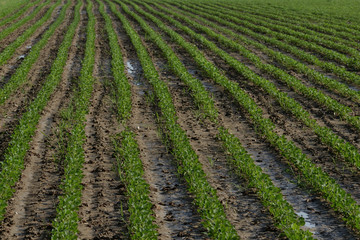 Fototapeta na wymiar spring cultivated field after the rain 