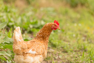 free range chicken  hens in a meadow spring time