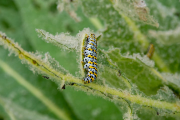 Green and Black Mullein Cucullia verbasci  Caterpilllar eating on well chewed leaf