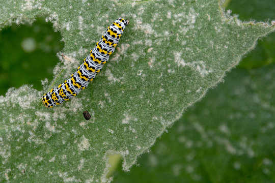 Colorful Black and Yellow Mullein Cucullia verbasci caterpillar feeding on green leaf
