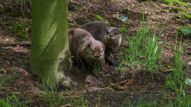 Asian Small Claw Otters