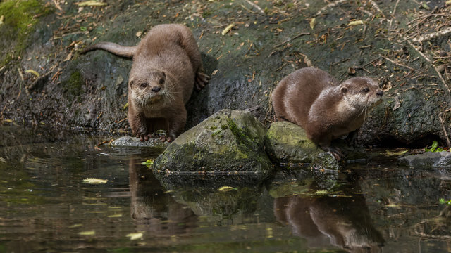 Asian Small Claw Otters