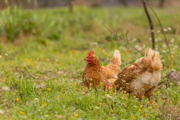 free range chicken  hens in a meadow spring time