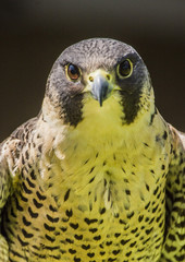 Pergrine Falcon - Falco peregrinus