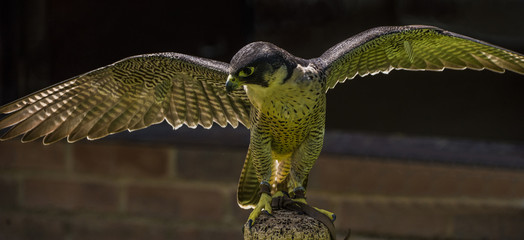 Pergrine Falcon - Falco peregrinus