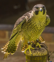 Pergrine Falcon - Falco peregrinus