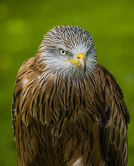 Red Kite - Milvus milvus