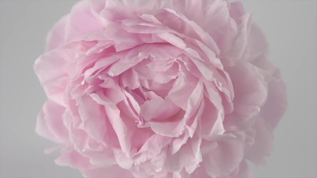 Blooming pink peony on grey background. Beautiful peony flower opening timelapse. Top view. 3840X2160 4K UHD video footage