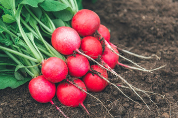 Fresh red radish on the ground.