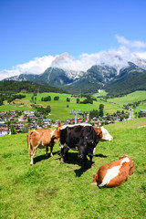 Fototapeta na wymiar Alpine cows eat grass on the ski slopes during the summer season.Maria Alm, Austria, Hochkonig.