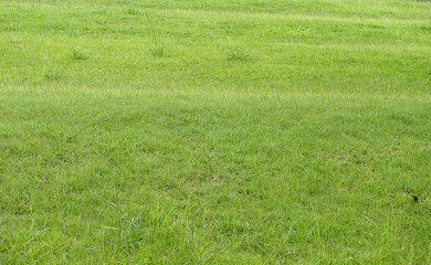 Background image of green grass