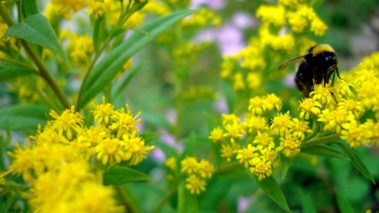 A flying bumble bee landing on a yellow flower.