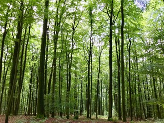Fototapeta na wymiar Wald / Bäume