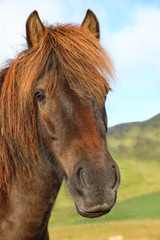 Portrait of purebred Icelandic horse in the field