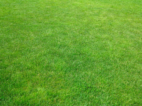 Green grass background lawn pattern textured background