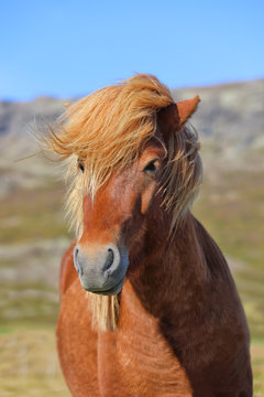 Portrait of brown color purebred Icelandic horse