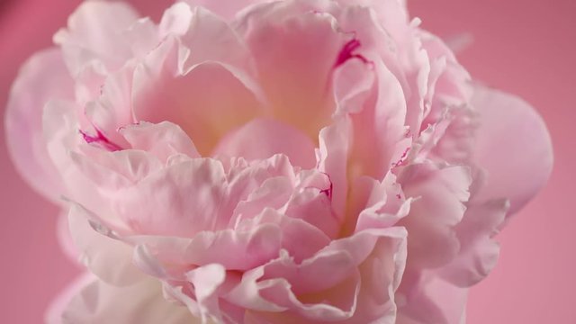 Blooming pink peony on pink background. Beautiful peony flower opening timelapse. Top view. 3840X2160 4K UHD video footage