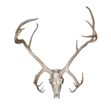 Deer skull isolated on white background