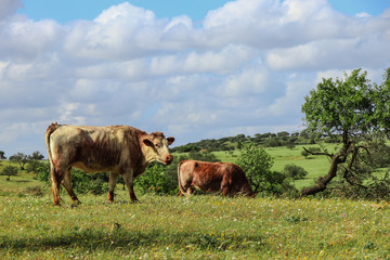 Herd of cows in a field in spring