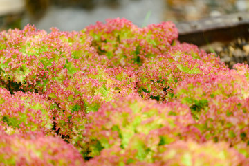 Lollo Rosso lettuce growing in a raised bed.