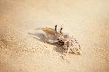 Crab basking on a sandy beach in the sun