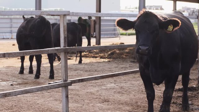 Barnyard views. Lonely cow standing near fence of corral, wagging tail and dejectedly looking into distance in slow motion