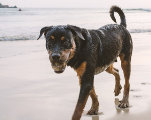 Portrait of young street homeless dog with black hair goes along sand seashore or ocean and carries ball in his teeth.