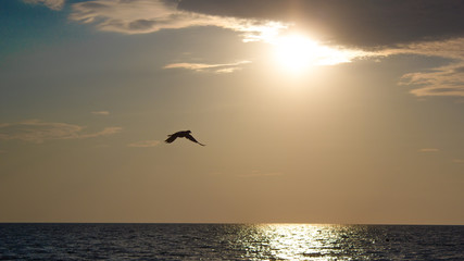 Plakat bird at sunset