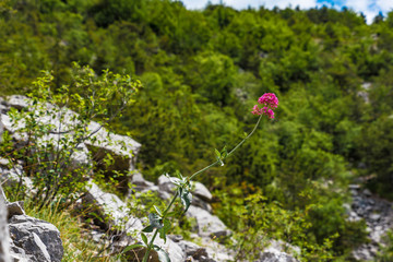 Rote Spornblume