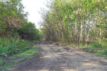 Forest dirt road in the summer. Forest landscape