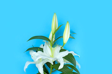 Natural bouquet of lilies on blue background.