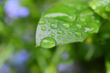 葉の上の雨粒