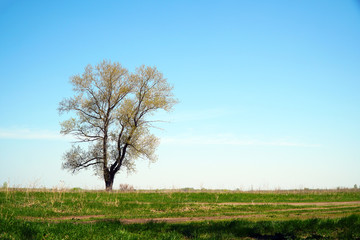 A lonely tree against a background of green grass and blue sky