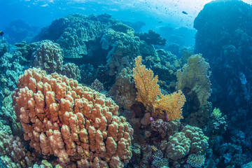 Naklejka na ściany i meble Coral reef in the Red Sea, Egypt