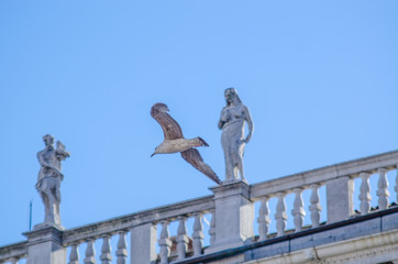 seagull in flight past venetian monument