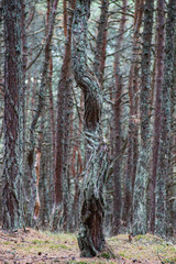 Dansing pine forest, Kaliningrad. The coastal pine forest is full of gnarled and twisted trees that...