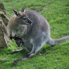 Naklejka premium Wallaby wildlife Diprotodontia Macropoidae in sunlgiht in woodland with yound joey in pouch