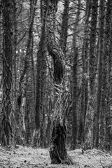 Dansing pine forest, Kaliningrad. The coastal pine forest is full of gnarled and twisted trees that seem to grow in every direction. Black and white toned