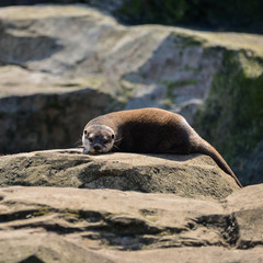 Naklejka premium World's smallest Otter, Asian Small-Clawed Otter Aonyx Cinerus on rocks in sunlight