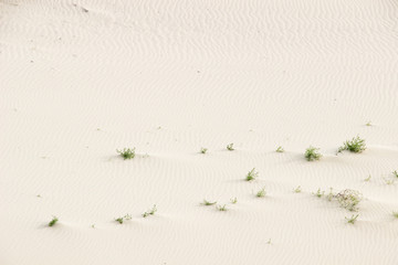 Natural pattern on sand, curves made by wind. Some small plants grows