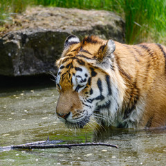 Fototapeta na wymiar Portrait of Siberian Amur tiger Panthera Tigris Tigris in Summer