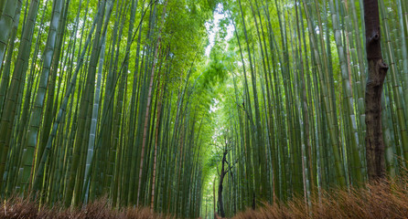 Arashiyama Bamboo Forest in Kyoto Japan. Beautiful bamboo background with natural scene.