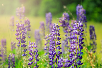 Fototapeta premium Lupine flowers on green meadow