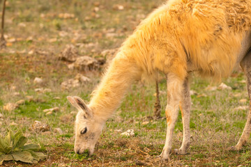 Lama eating grass out in the nature.