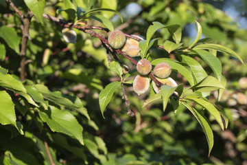 Small immature peaches with green leaves.