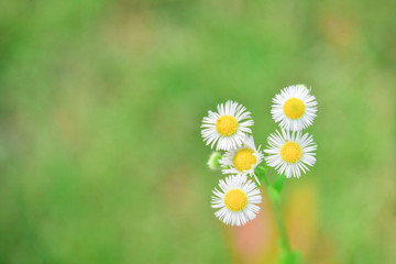 DAISY FLOWERS