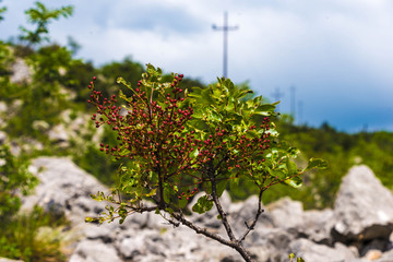 Berberitze Strauch mit Beeren in der Steinwüste Marocche, Trentino, Italien