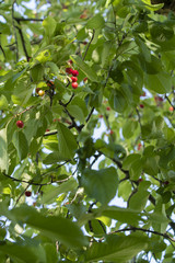 Ripe cherries on a branch with green leaves.