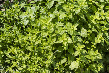 Obraz premium Green leaves of mint and blossoms growing side by side.