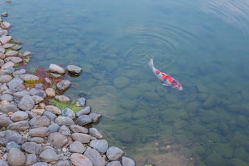 Beautiful koi fish swimming in the pond.